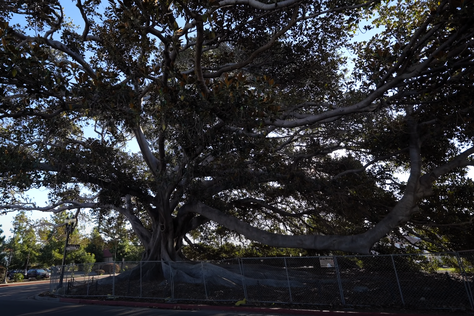 Santa Barbara's Morton Bay Fig Tree