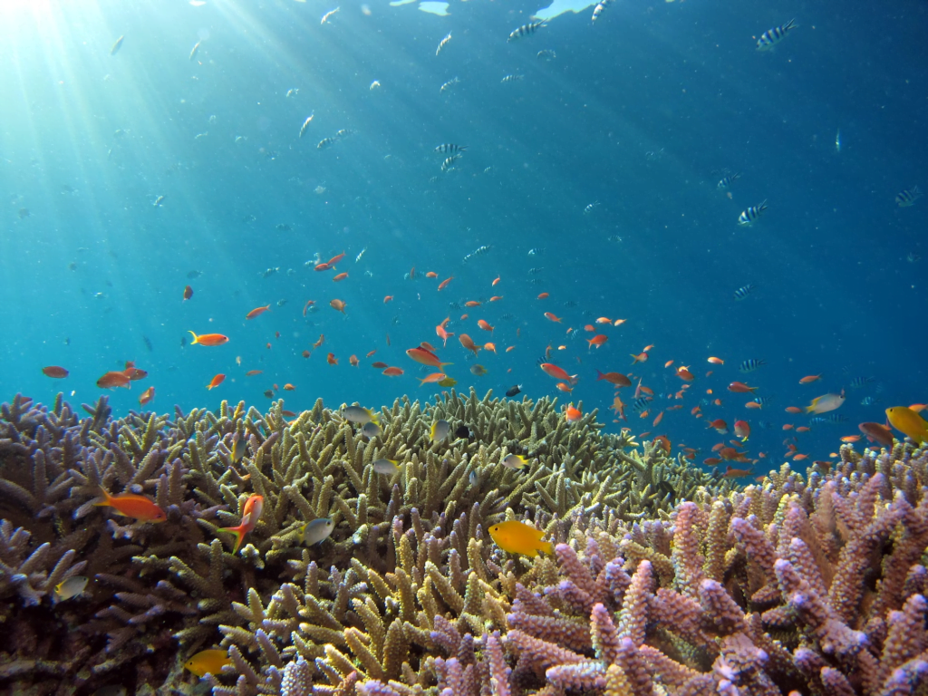 Snorkeling under water