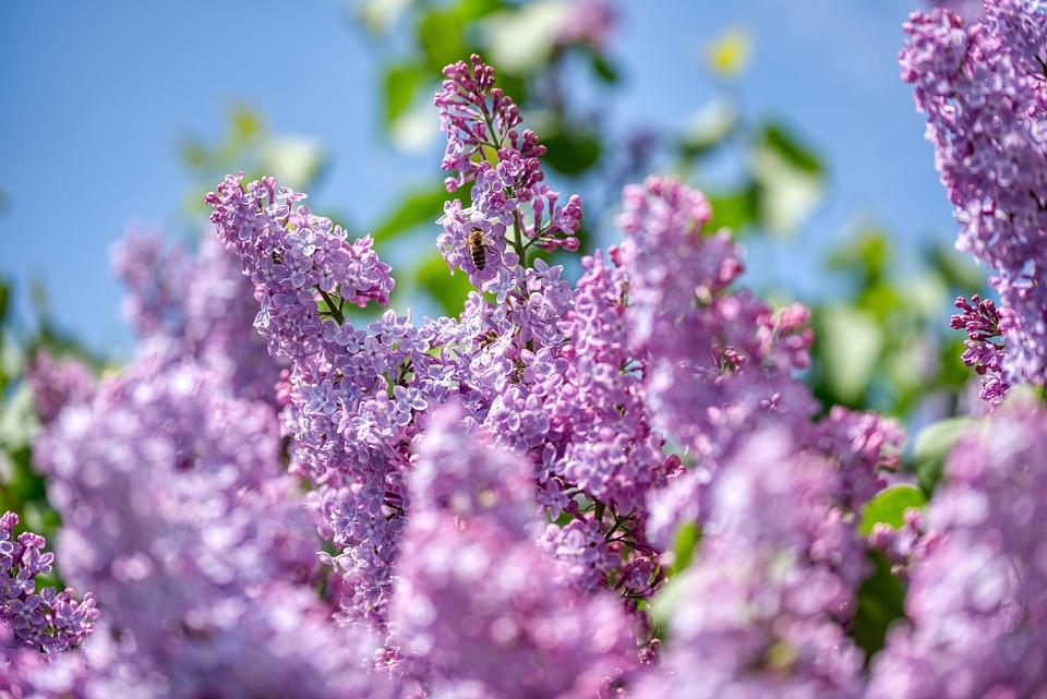 Lilac Garden Photo