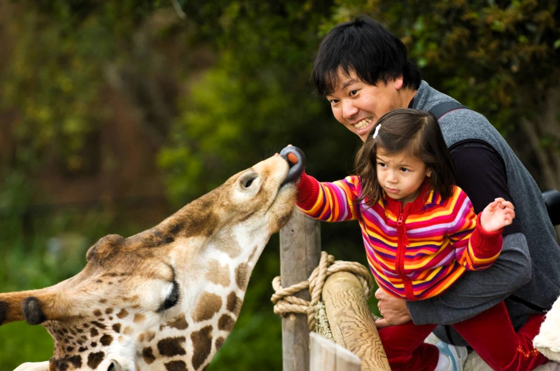 Feeding a giraffe at the Santa Barbara zoo