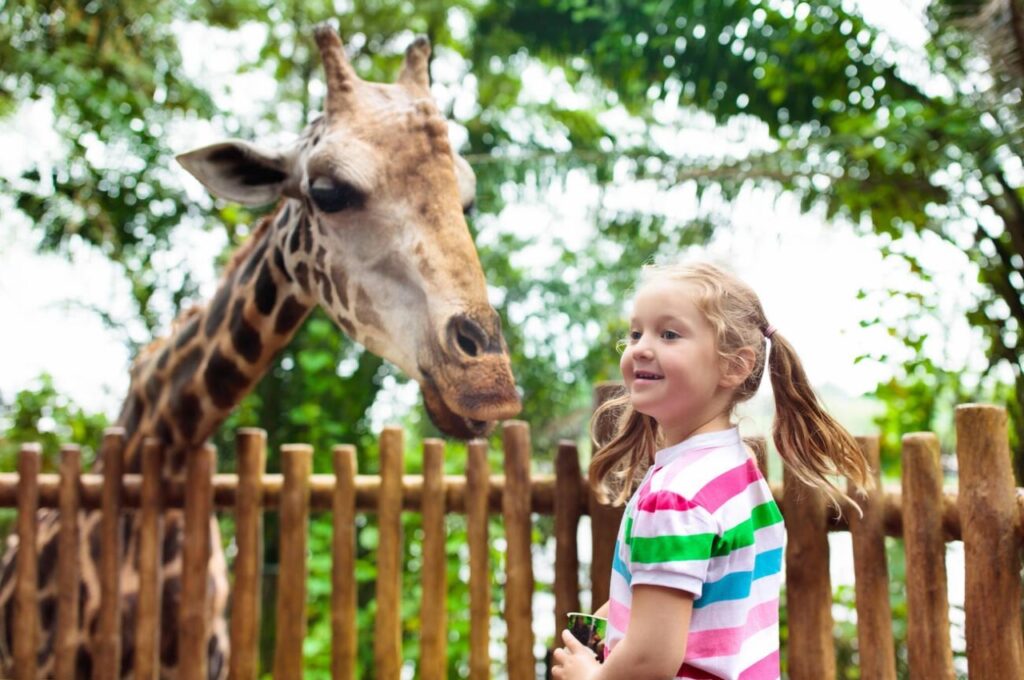 Giraffe Feeding at Zoo