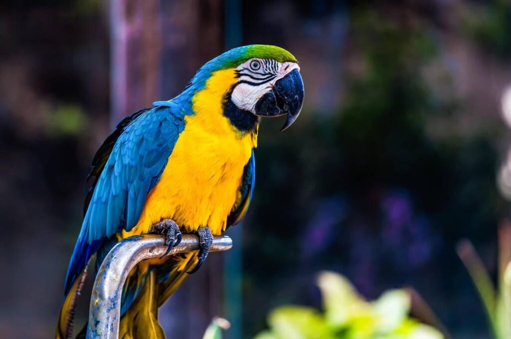 Parrot Photo