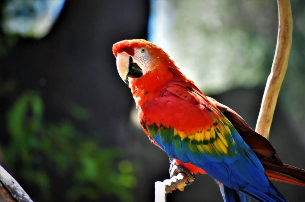 Santa Barbara Zoo Bird Photo