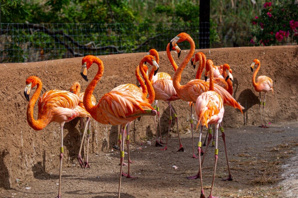 Santa Barbara Zoo Birds Photo