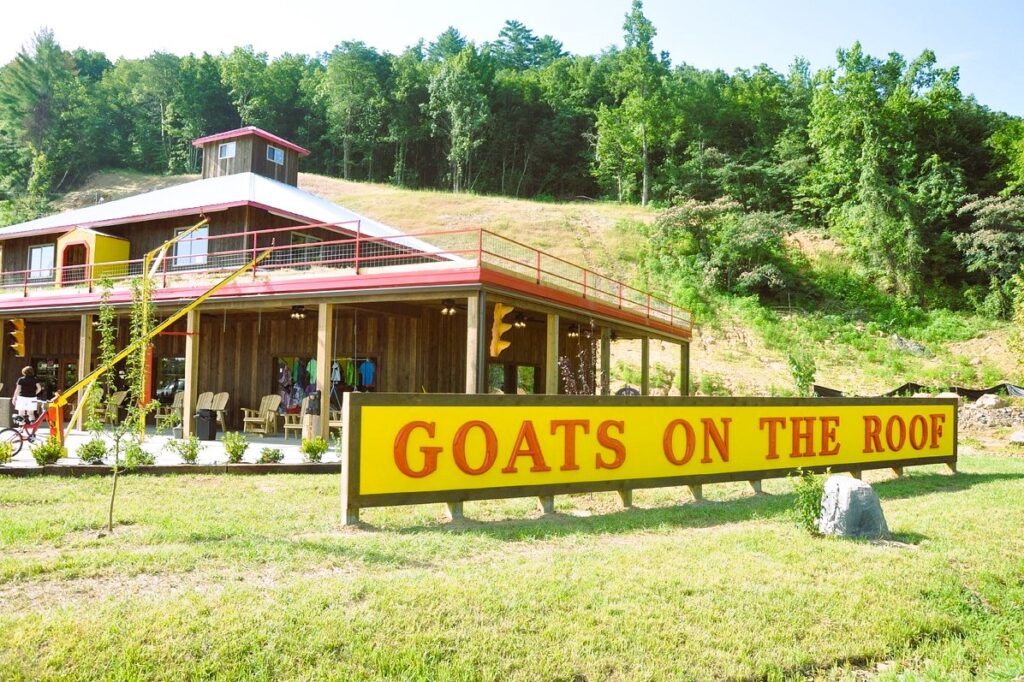 goats on the roof Photo